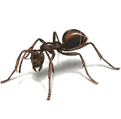 Ants