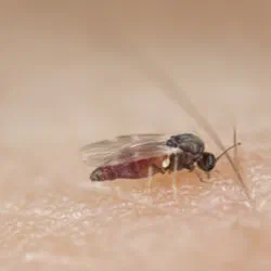 Black flies