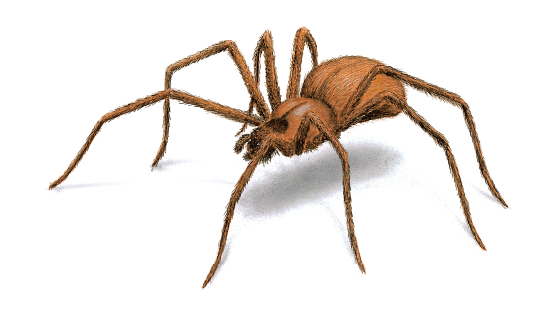 Brown Recluse Spider
