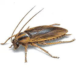 Cockroaches