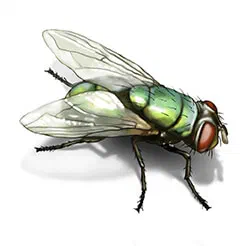 Flies