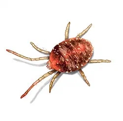 Mites