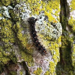 Spongy Moths (Formerly Gypsy Moths)