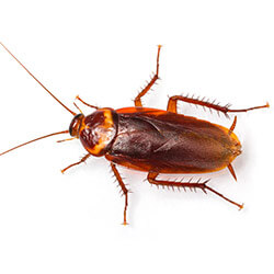 American Cockroaches