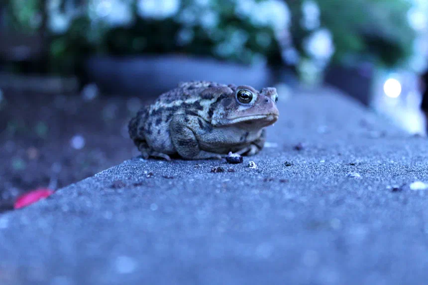 American Toad