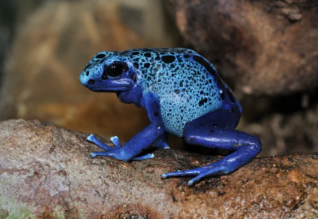 Amphibians
