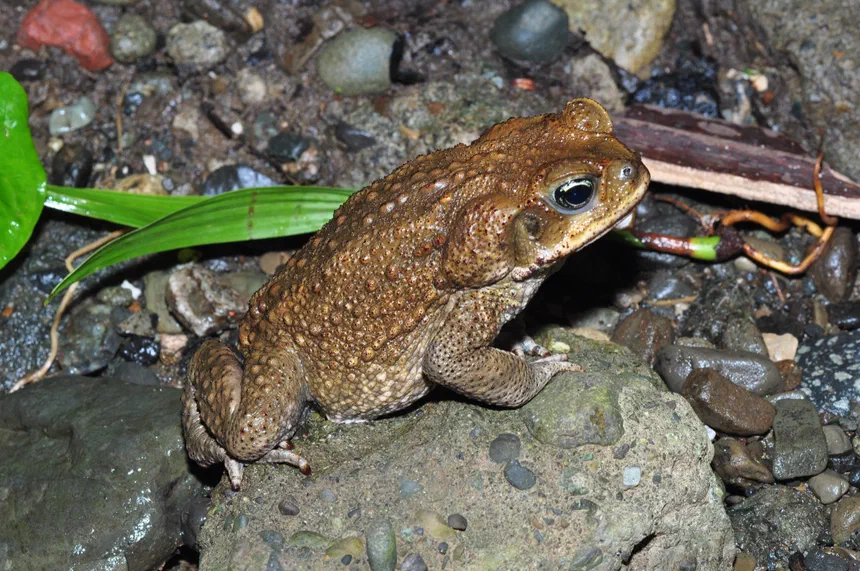 Cane Toad