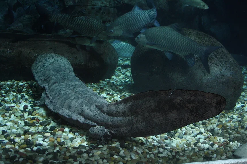 Chinese Giant Salamander