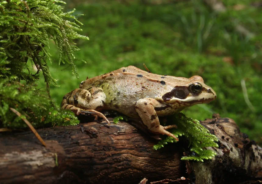 Common Frog