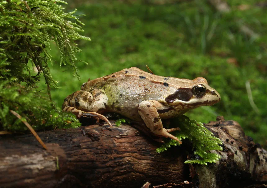 Common Frog