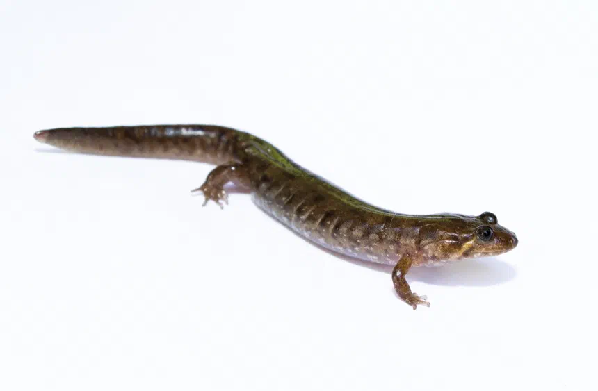 Dusky Salamander