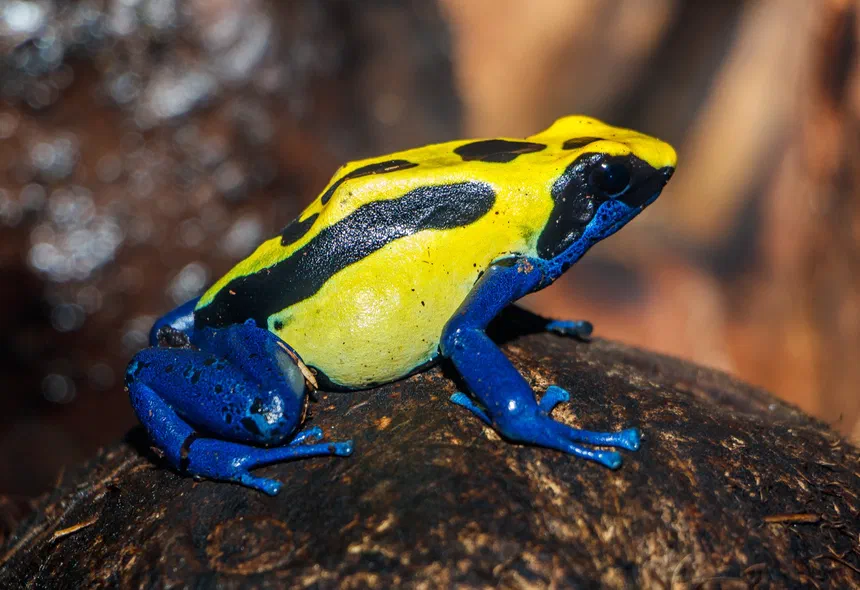 Dyeing Poison Dart Frog