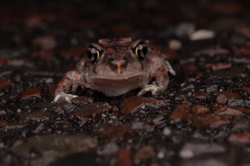 Eastern Spadefoot