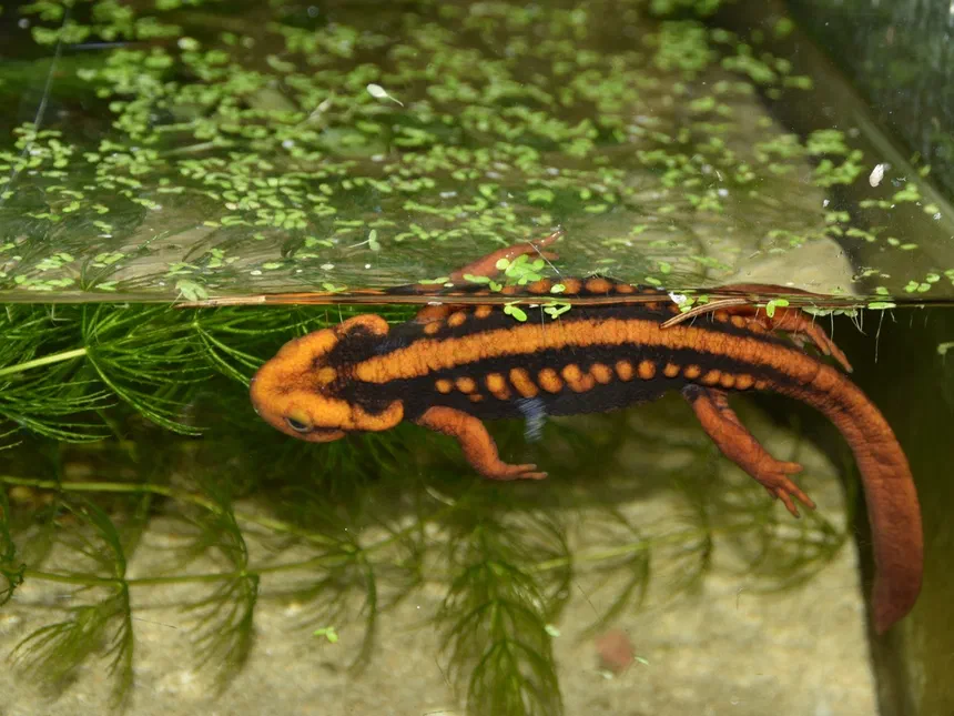 Emperor Newt
