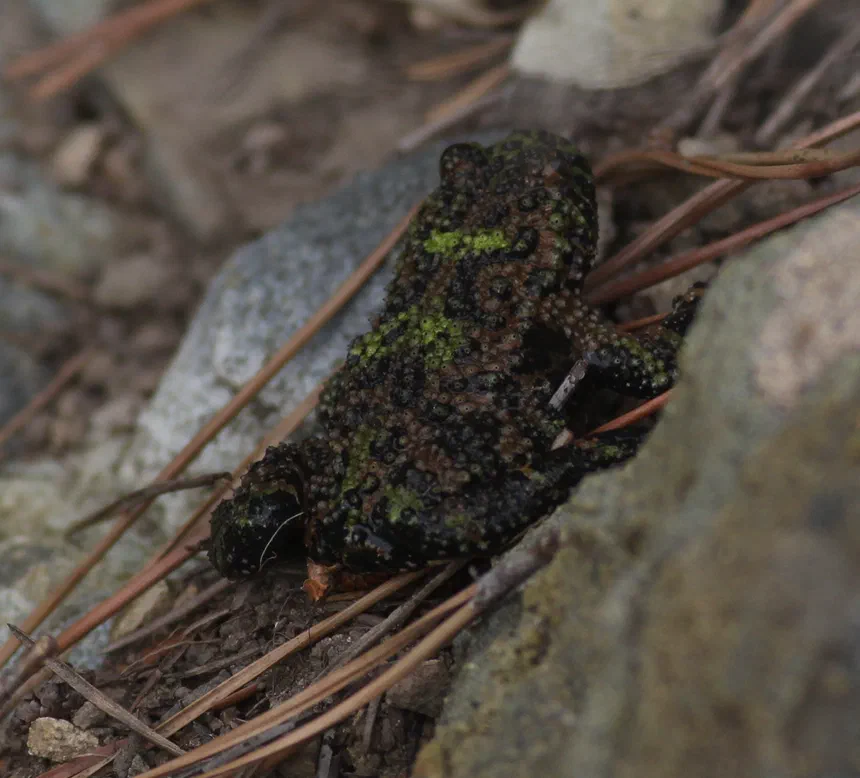Fire-Bellied Toad