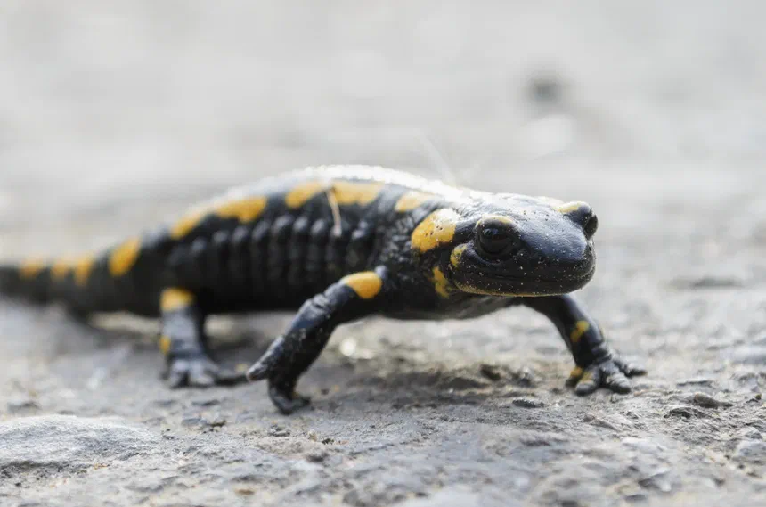 Fire Salamander