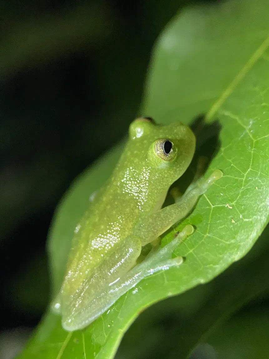Fleischmann's Glass Frog