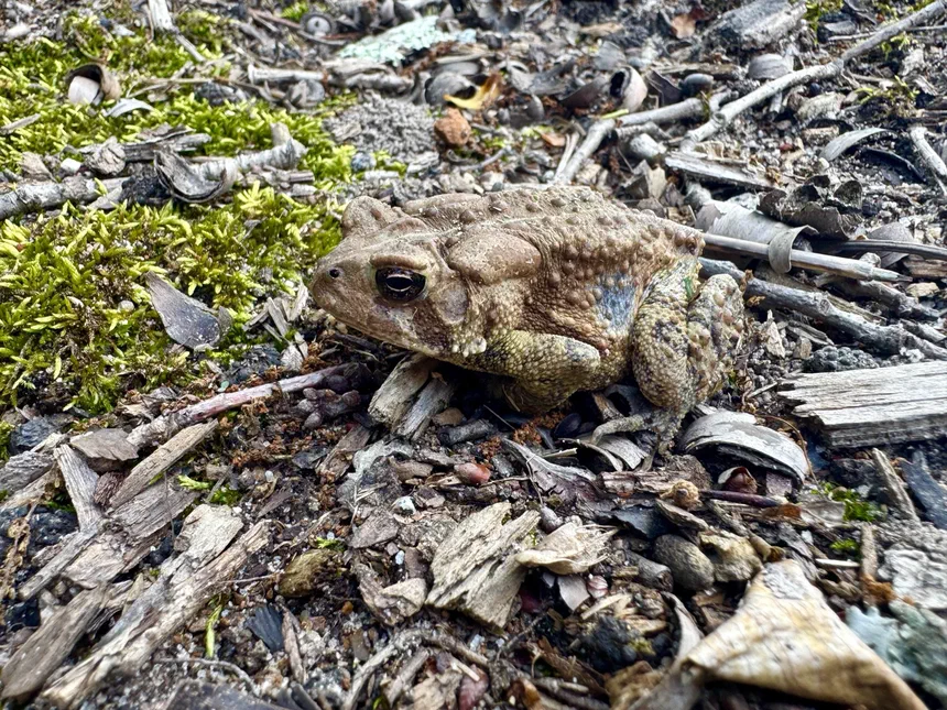 Fowler's Toad