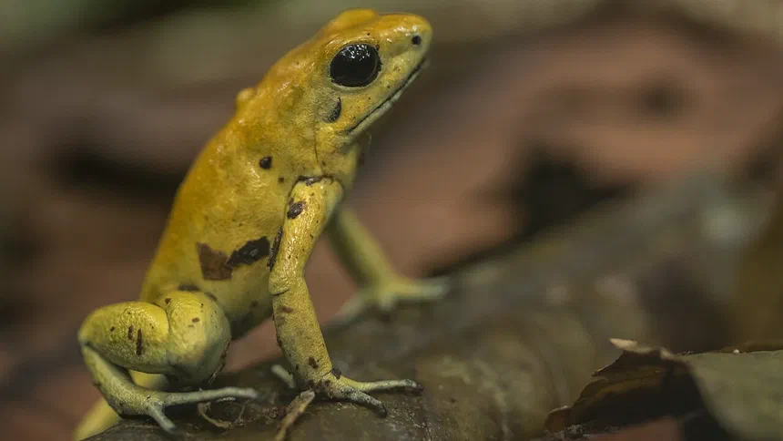 Golden Poison Frog