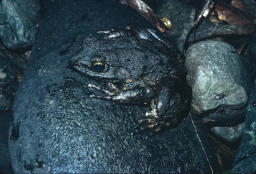 Goliath Frog