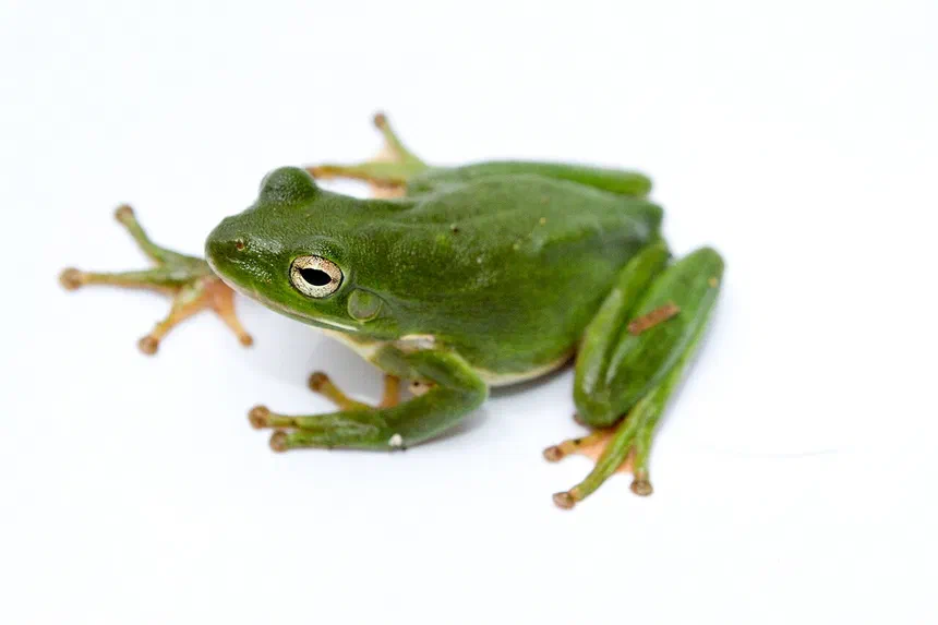 Green Tree Frog