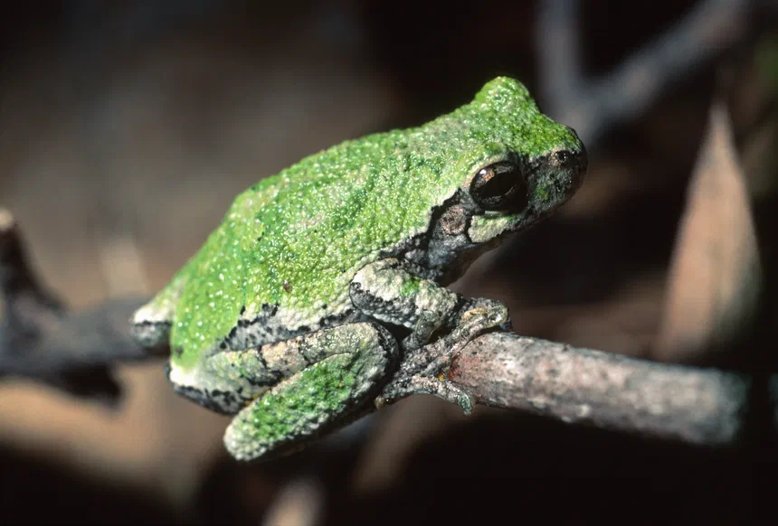 Grey Tree Frog