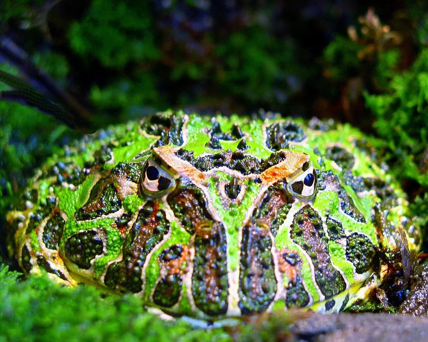Argentine Horned Frog