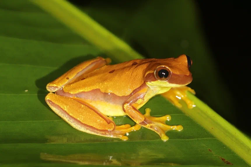 Hourglass Tree Frog