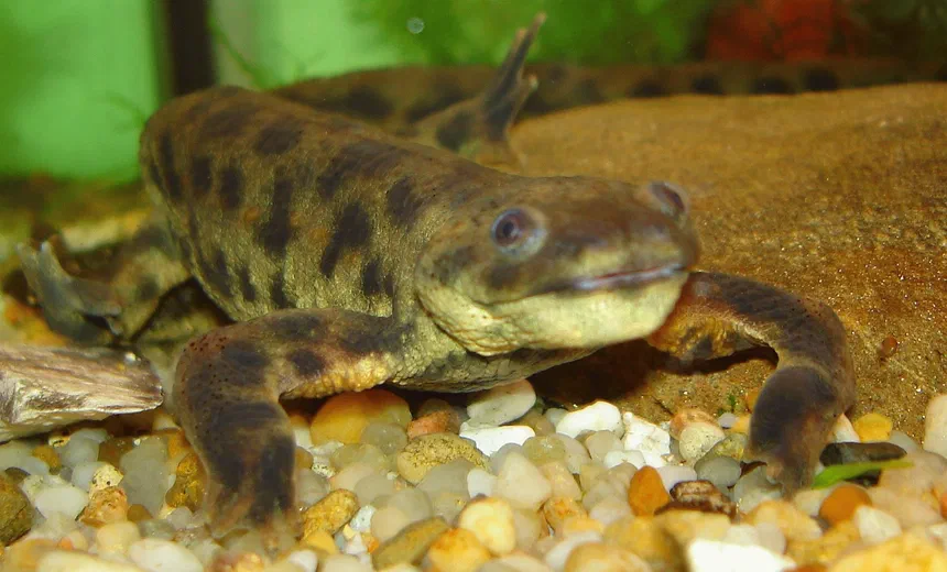 Iberian Ribbed Newt