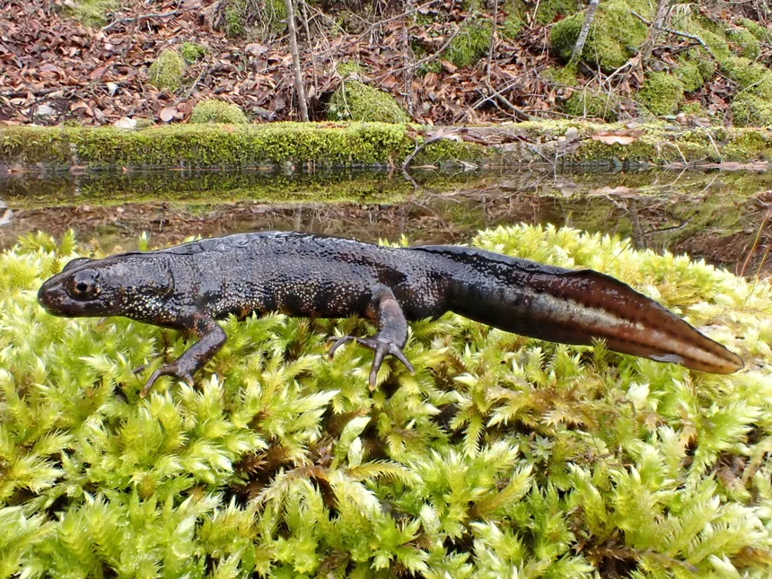 Italian Crested Newt