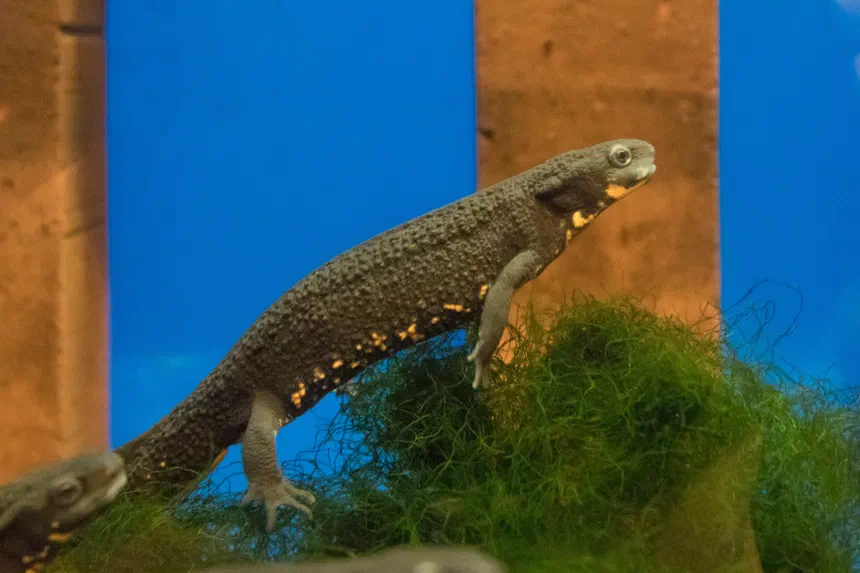 Japanese Fire-Bellied Newt