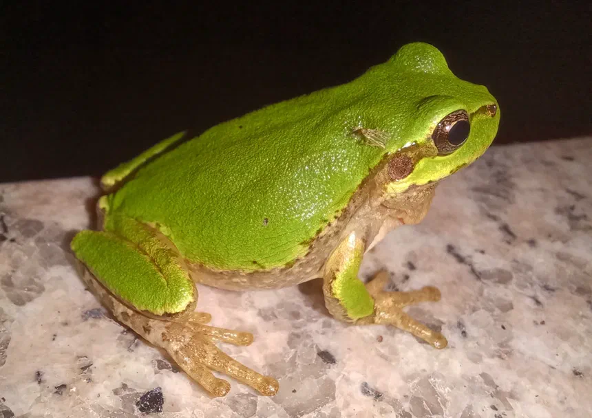 Japanese Tree Frog