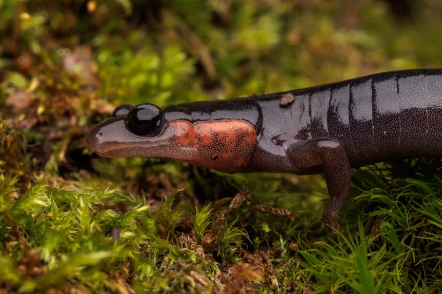 Jordan's Salamander