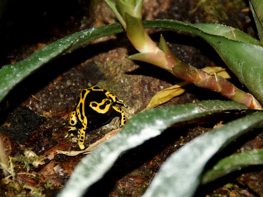 Poison Dart Frog