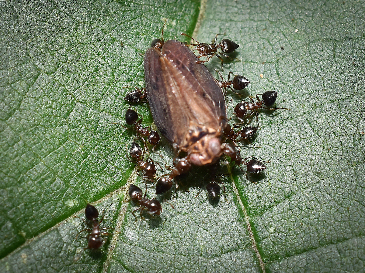 Acrobat Ants Crematogaster spp.