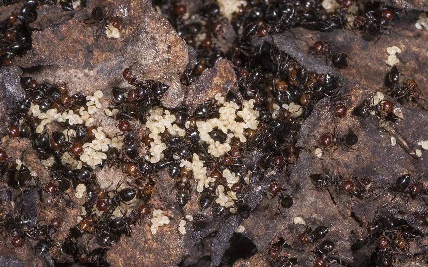 Acrobat Ants