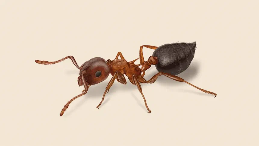 Black Ants