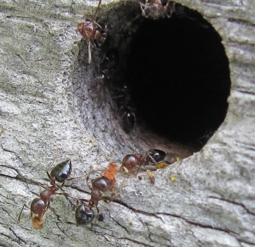 Queen Ants
