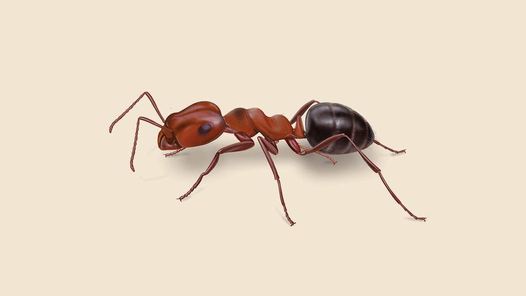 Allegheny Mound Ant Facts & Information