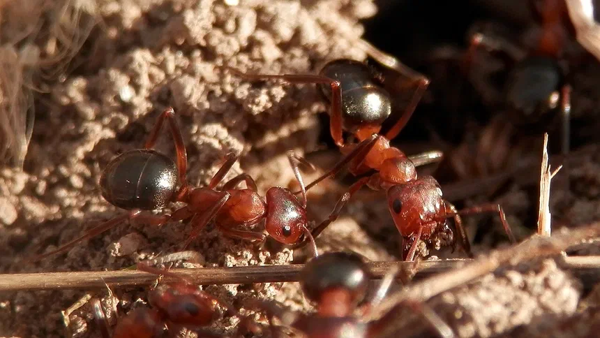 Allegheny Mound Ant Facts & Information