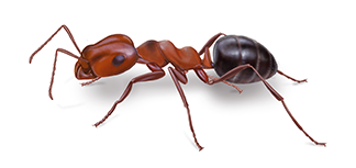 How long do ants live?