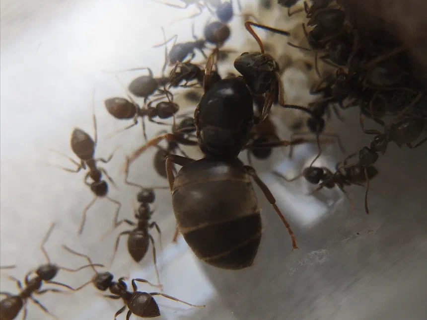 How long do ants live?