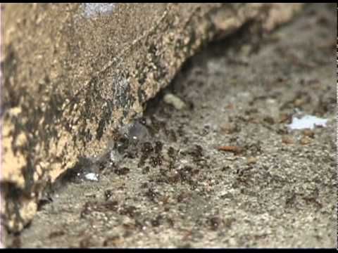 Facts About Ant Nests