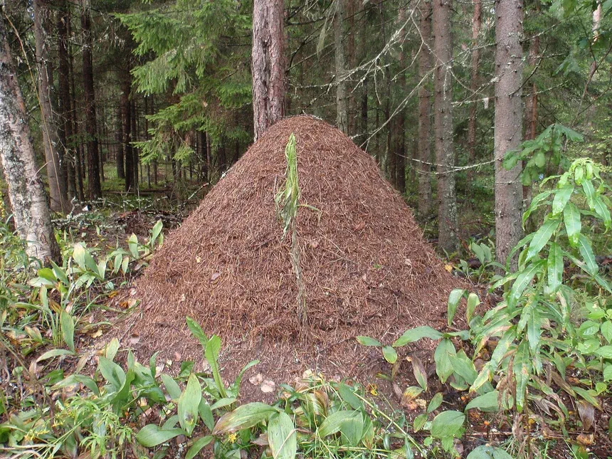 Facts About Ant Nests