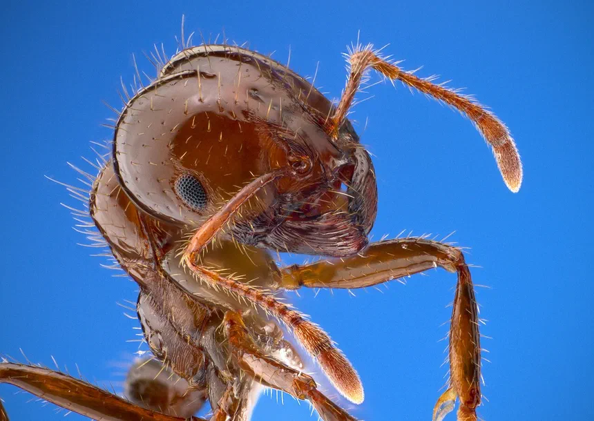 Ant Bite & Sting Facts