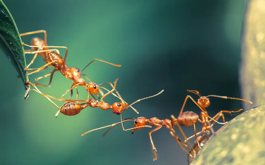 Where Do Ants Go in the Winter?