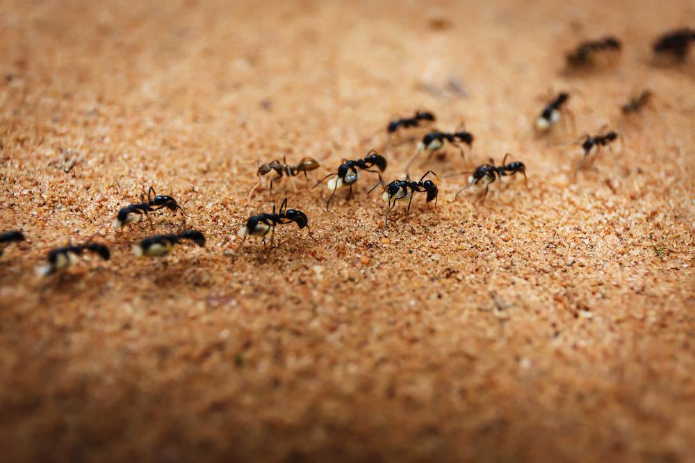 Can Ants Live in Walls?