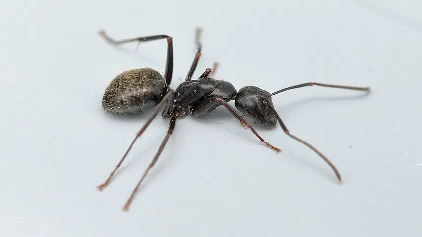 Can Ants Live in Walls?
