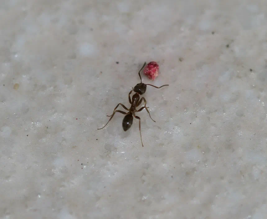Argentine Ants