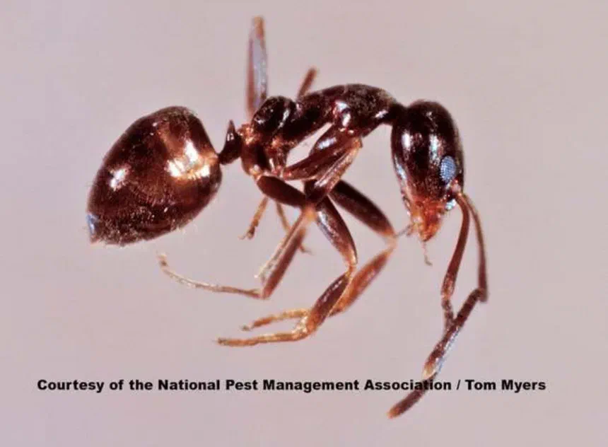 Argentine Ants